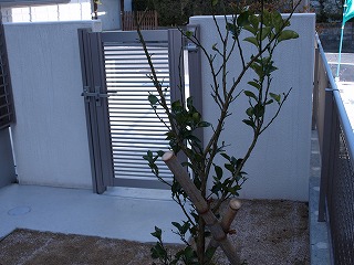 植栽2−2