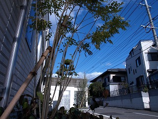 植栽1−1