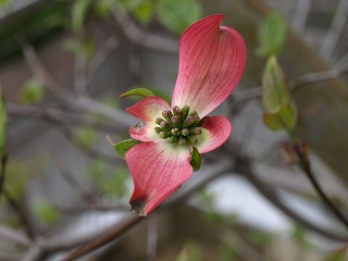 ハナミズキの花