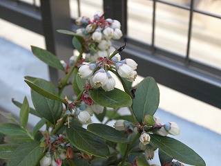 花−4
