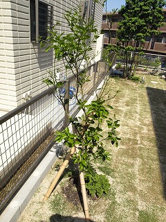 カボス1