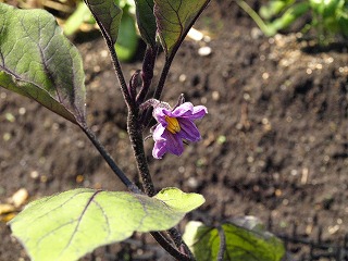 花−5