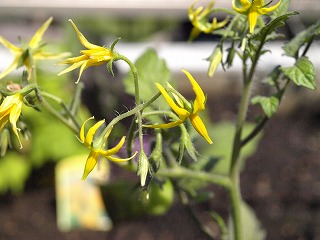 花−6