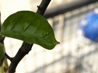 カボス2
