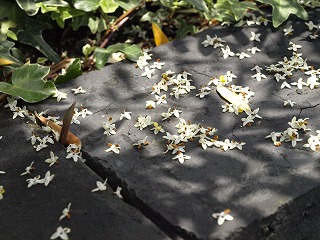 花−1