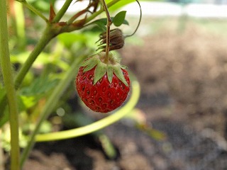 花−7