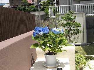 花1