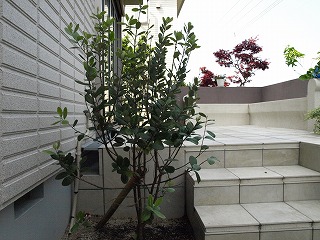 なぞの木 1
