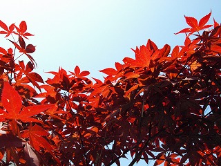 紅葉1