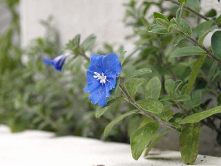 花3