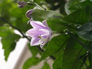 花4