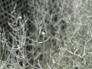 花5