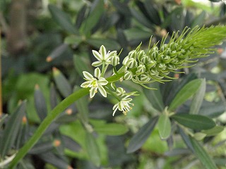 花6