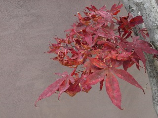 紅葉2