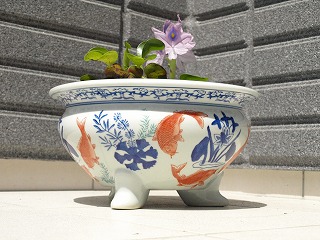 金魚蜂