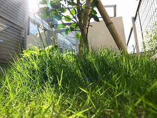 伸びてきた芝